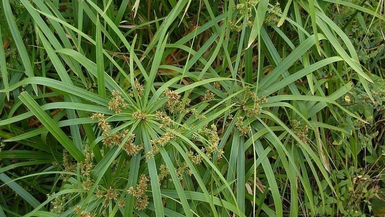Cây Thủy trúc, Lắc dù, Cói quạt - Cyperus alternifolius L. ssp. flabelliformis (Rottb.) Khukenth