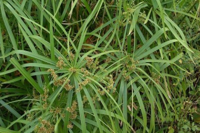 Cây Thủy trúc, Lắc dù, Cói quạt - Cyperus alternifolius L. ssp. flabelliformis (Rottb.) Khukenth