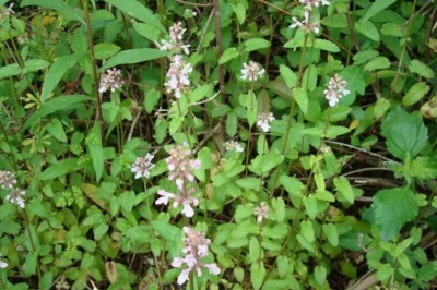 Cây Thủy tô lá thuôn, Cây hoa bông, Chích đồng thái, Dã du ma - Stachys oblongifolia Benth