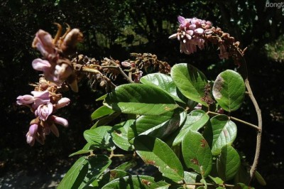 Cây Tiễn quả - Lonchocarpus sericeus (Poir.) DC