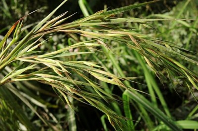 Cây Tiêm, Cỏ dễ, Lô lông - Themeda gigantea Hack. var. villosa (Poir.) Keng (T. villosa (Poir.) A Camus)