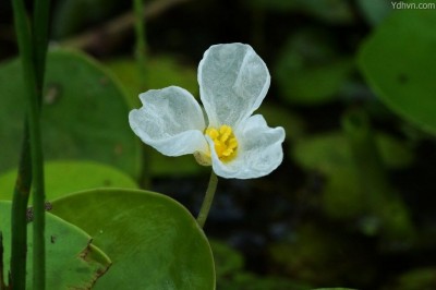 Cây Thủy miết, Cây lá sắn - Hydrocharis dubia (Blume) Backer (Pontederia dubia Blume, H. asiatica Miq.)