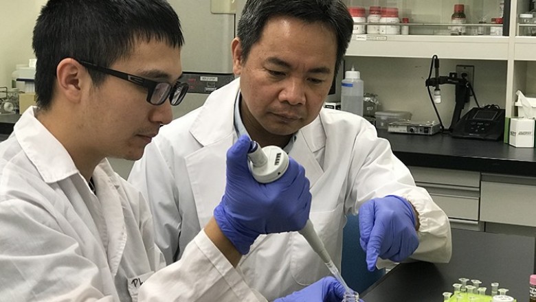 Nhà khoa học phát hiện tinh dầu hạt tiêu có thể chống bệnh gút