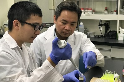 Nhà khoa học phát hiện tinh dầu hạt tiêu có thể chống bệnh gút