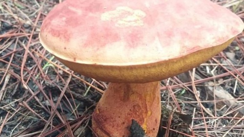 Gần triệu 1kg nấm gan bò Đạt Lạt, Nấm có tác dụng gì mà đắt vậy hãy cùng tìm hiểu thông tin dưới đây