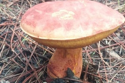 Gần triệu 1kg nấm gan bò Đạt Lạt, Nấm có tác dụng gì mà đắt vậy hãy cùng tìm hiểu thông tin dưới đây