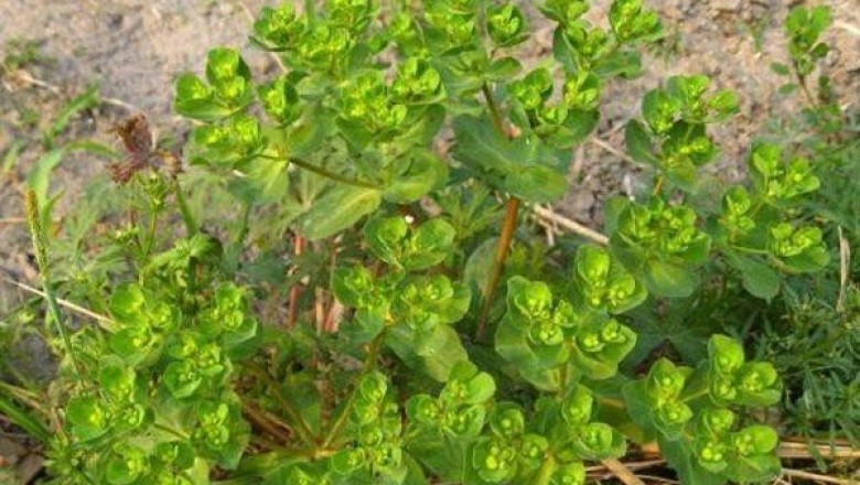 Loại cỏ dại ven đường, người Việt phơi khô bán giá thần dược