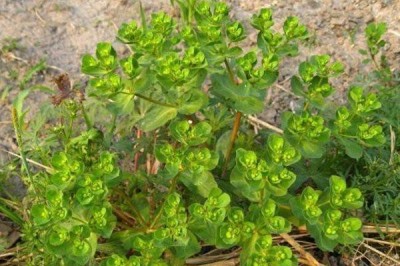 Loại cỏ dại ven đường, người Việt phơi khô bán giá thần dược