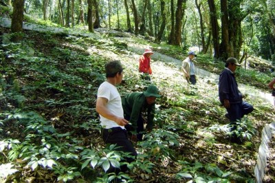Xảy ra hàng loạt sai phạm tại Dự án Sâm Ngọc Linh