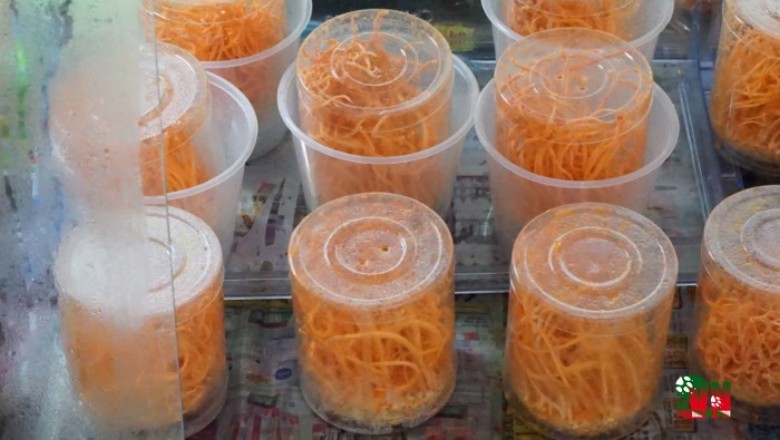 Tìm hiểu dược tính của nâm đông trùng hạ thảo Cordyceps sp