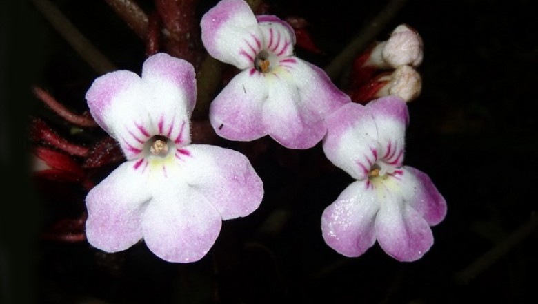 Phát hiện một loài thực vật mới ở Vườn quốc gia Bidoup Núi Bà