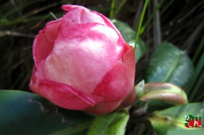 Phát hiện một loài đa tử trà mới ở Khu bảo tồn thiên nhiên Hòn Bà