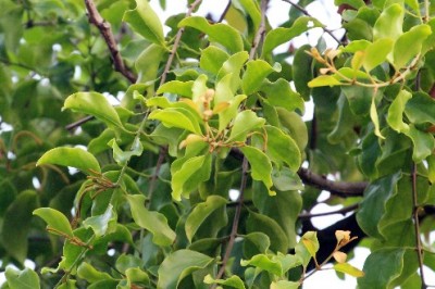 Cây tầm gửi các loài tầm gửi và tác dụng chữa bệnh cừa từng loại