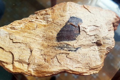 Gỗ hóa thạch triệu năm tuổi trên đất Gia Lai