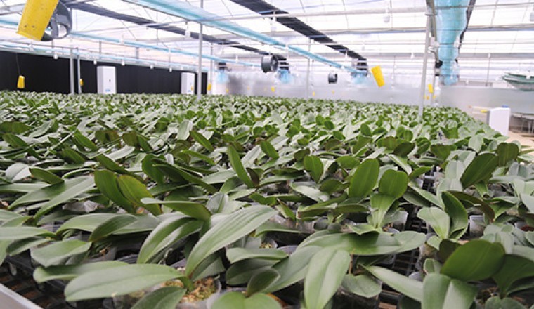 Quảng Trị trồng thành công lan Hồ điệp bằng công nghệ 4.0