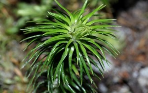 Kêu gọi nhà khoa học vào cuộc để phát triển dược liệu ở phía Bắc