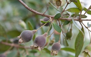 Cây thuốc bổ huyết, chống lão hóa từ các bộ phận trên cây sim