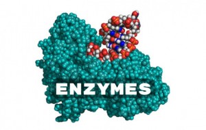 Vô hiệu hóa enzym có thể ngăn chặn bệnh tiểu đường, tim mạch