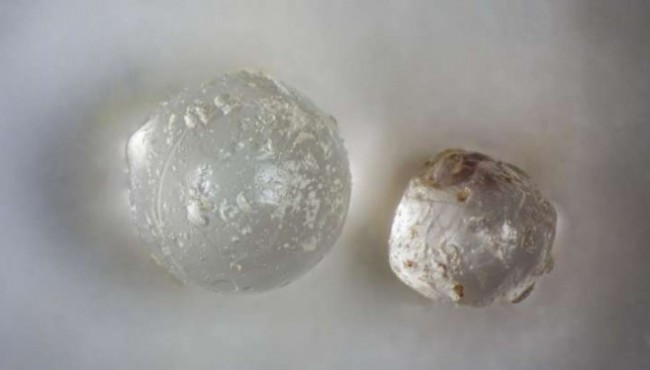 Phát hiện ngọc trong hóa thạch ngao ba triệu năm