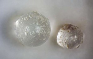 Phát hiện ngọc trong hóa thạch ngao ba triệu năm