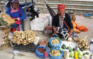 Sử dụng nhầm lẫn cây thuốc, cây dược liệu cần lưu ý
