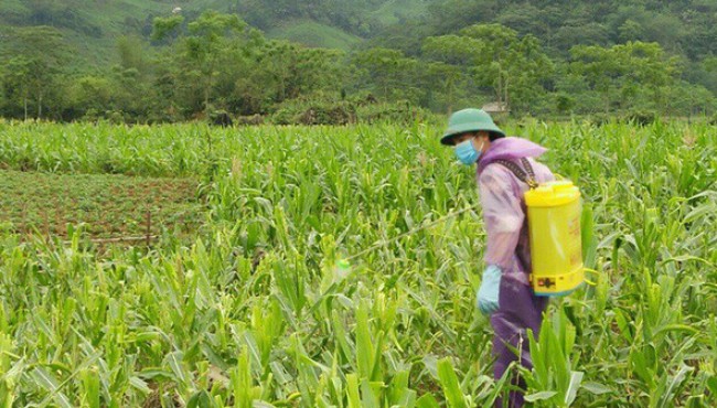 Theo Cục Bảo vệ thực vật, thời điểm này, dịch bệnh cây trồng đang bùng phát mạnh ở nhiều địa phương