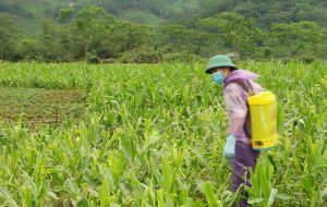 Theo Cục Bảo vệ thực vật, thời điểm này, dịch bệnh cây trồng đang bùng phát mạnh ở nhiều địa phương