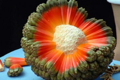 Cây dứa dại tác dụng giải độc, chống viêm