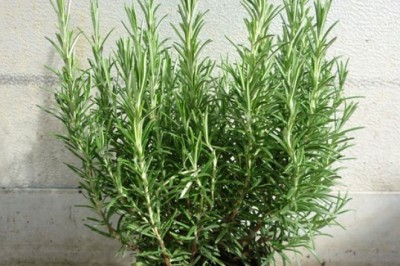 Hướng dẫn trồng cây hương thảo giúp giảm stress, đuổi muỗi hiệu quả