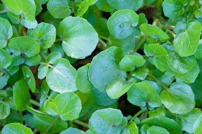 Ăn cải xoong sống coi chừng nhiễm sán lá gan lớn