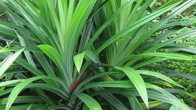 Bài thuốc từ lá dứa thơm