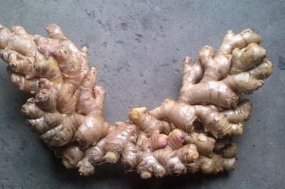 Đăng ký bảo hộ chỉ dẫn địa lý cho sản phẩm gừng Kỳ Sơn