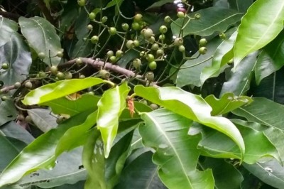 Tác dụng của việc uống nước lá vối đối với sức khỏe