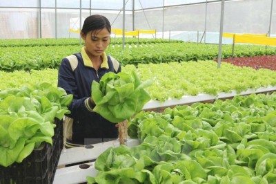 Hướng dẫn hoạt động chứng nhận nông nghiệp hữu cơ