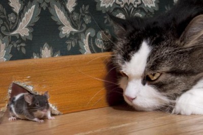 Chuột trong văn học dân gian