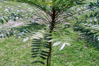 Nghiên cứu thành công tác dụng kháng viêm của cây bá bệnh