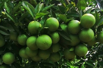 Trồng cam theo hướng hữu cơ sinh học