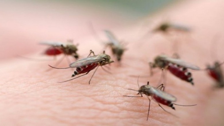 WHO bác tin đồn virus SARS-CoV-2 có thể lây truyền qua muỗi