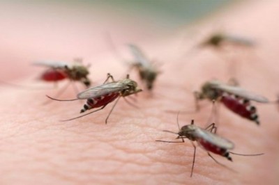 WHO bác tin đồn virus SARS-CoV-2 có thể lây truyền qua muỗi