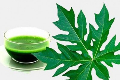 Bất ngờ với tác dụng giải độc của lá đu đủ