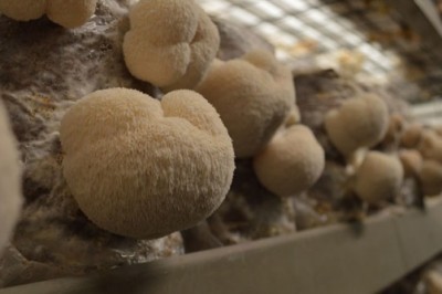 Nấm hầu thủ tăng cường miễn dịch