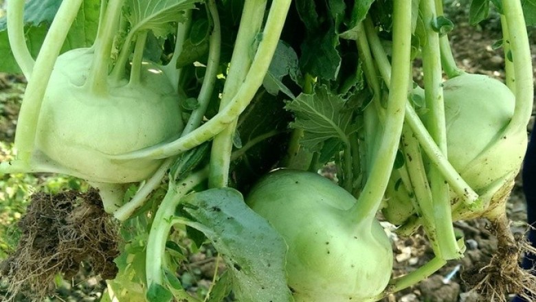 Những đại kỵ khi ăn su hào