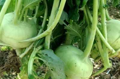 Những đại kỵ khi ăn su hào