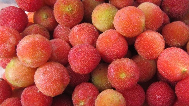 Phát hiện quần thể gần 40 cây thanh mai cổ thụ trong rừng Si Ma Cai