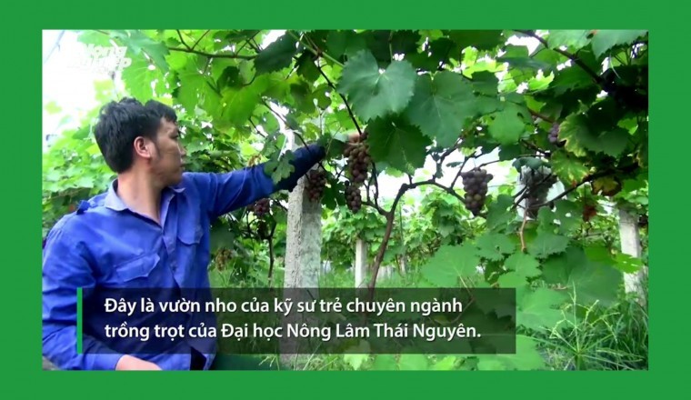 Kỹ sư trẻ trồng nho không hạt lãi khoảng 40 triệu đồng mỗi vụ