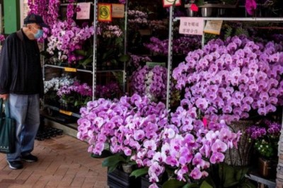 Hàng triệu bông hoa lan ở Thái Lan bị vứt bỏ vì dịch bệnh