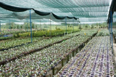 Kinh nghiệm phát triển hoa lan của Thái Lan và bài học cho Chương trình phát triển hoa lan của Thành phố Hồ Chí Minh