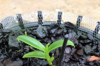 Viện của Bộ Nông nghiệp xuất bán vạn cây...Phi điệp đột biến