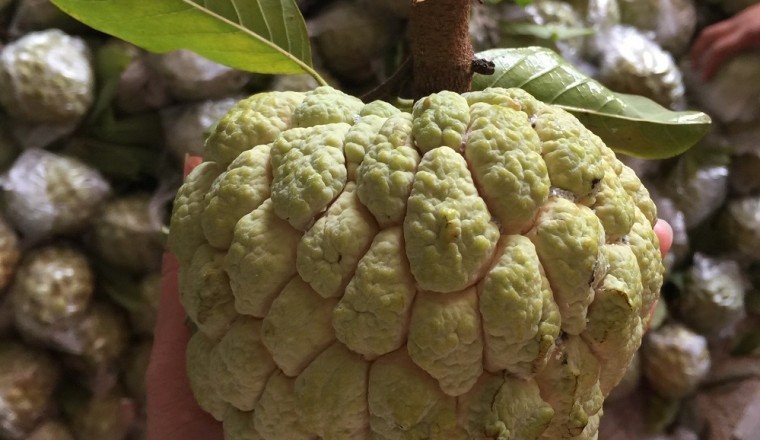 Na dai Lục Nam chính thức được bảo hộ chỉ dẫn địa lý