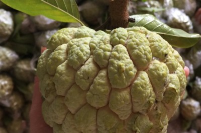 Na dai Lục Nam chính thức được bảo hộ chỉ dẫn địa lý